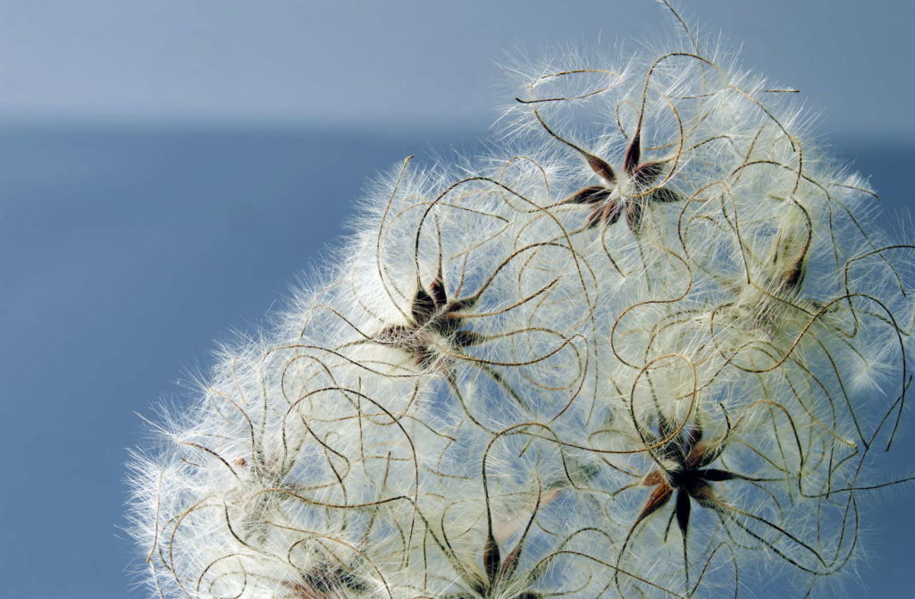 Clematis Samen