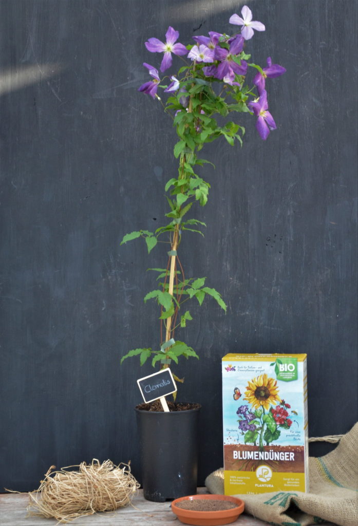 Clematis mit Plantura Bio-Blumendünger