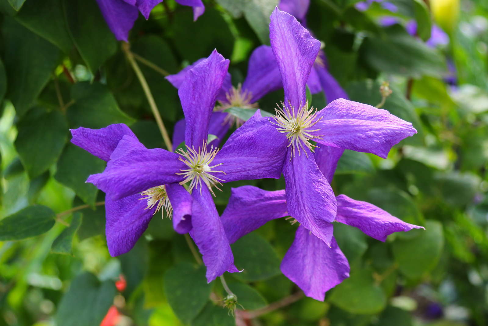 48+ Clematis Winterharte Sorten, Mehrjährig samensichtbarkeit ab 60