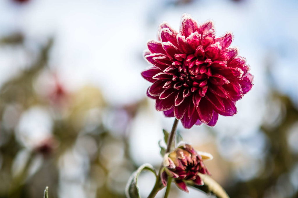 Dahlien überwintern ExpertenTipps Plantura