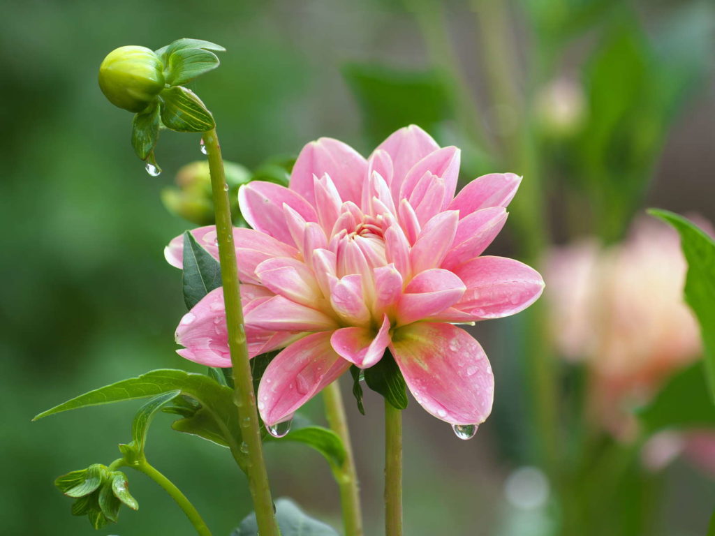 Dahlie rosa Blüte und Knospe