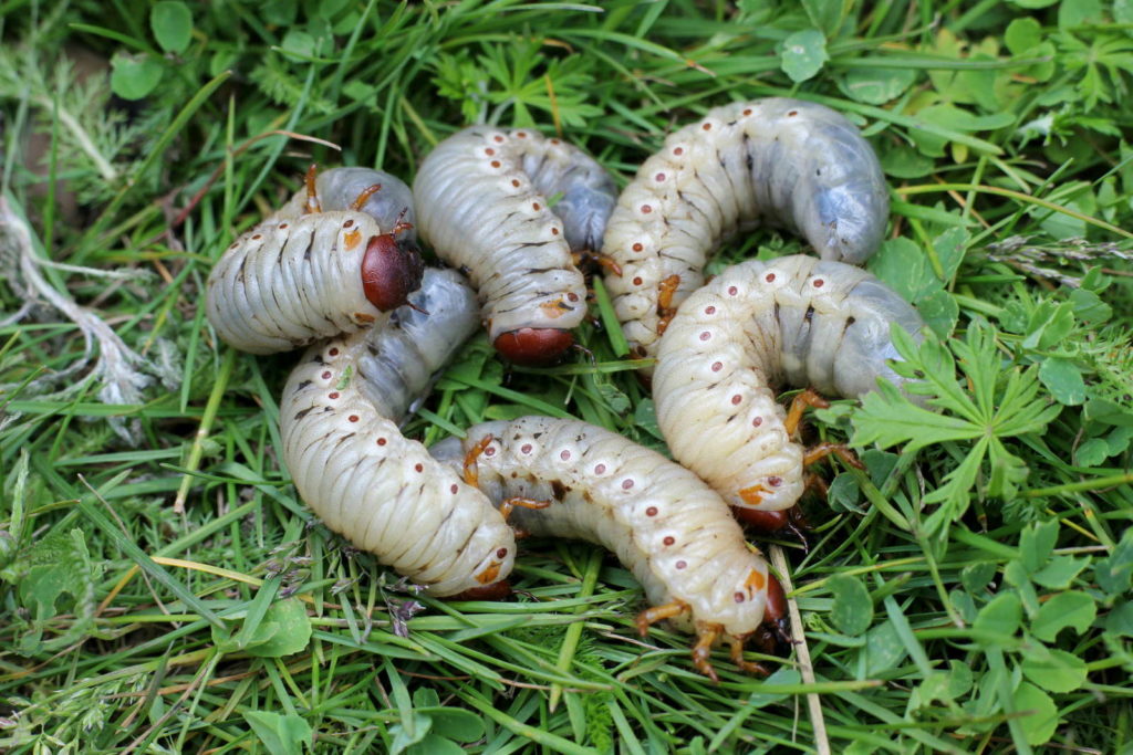 Engerling Larve Maikäfer auf Rasen