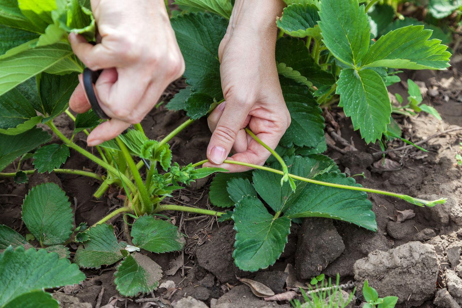 10 Tipps für eine erfolgreiche Erdbeerernte Plantura