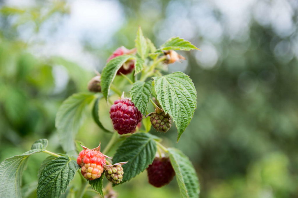 Himbeere Sorte Autumn Bliss