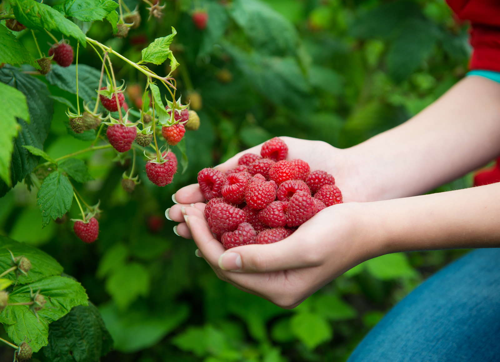 himbeeren-pfl-cken-wann-wird-geerntet-plantura