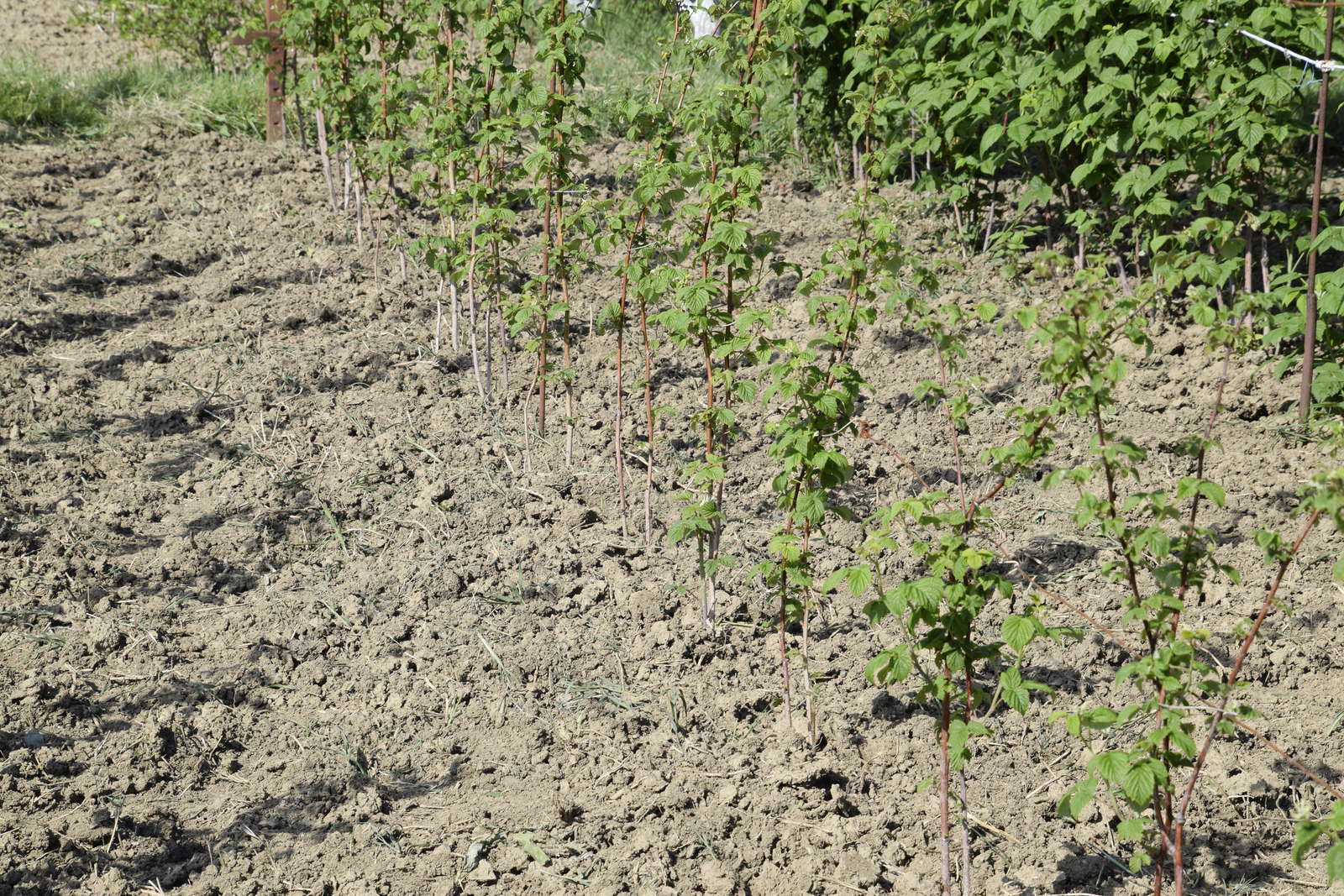 Himbeeren ExpertenTipps vom Anpflanzen bis zur Ernte Plantura