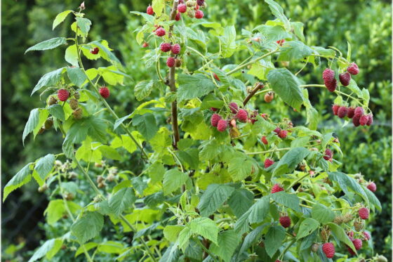 Welche Himbeeren tragen an den zweijährigen Ruten?