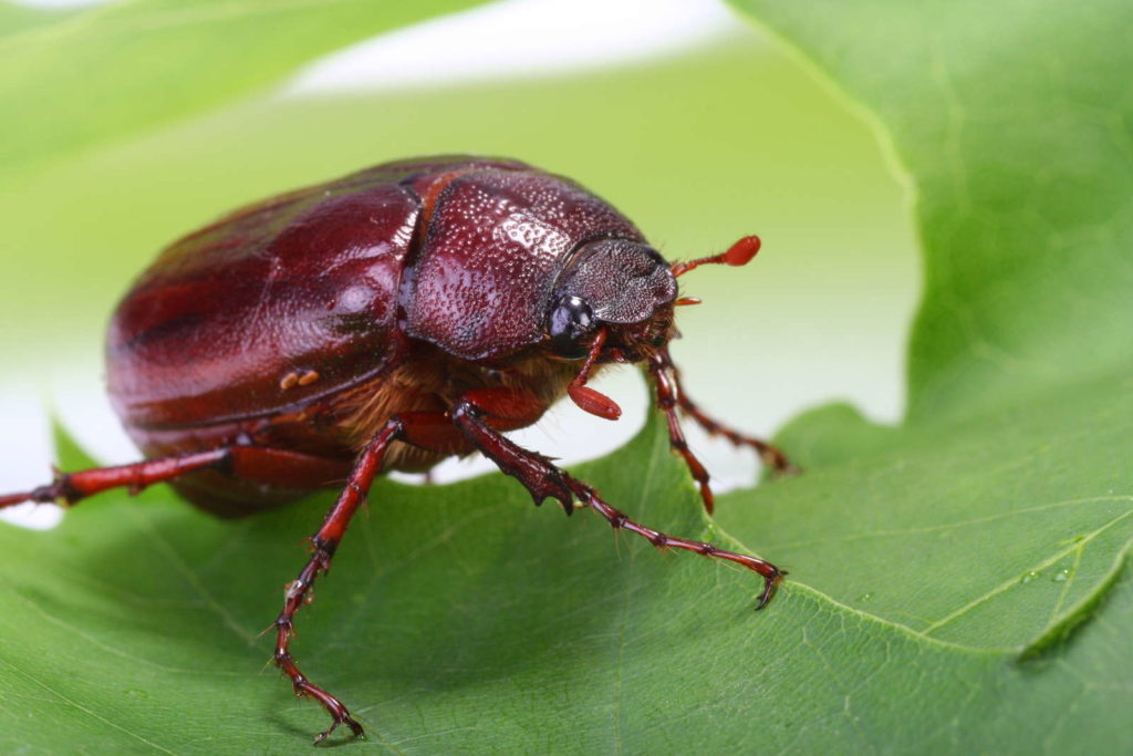 Junikäfer auf Blatt