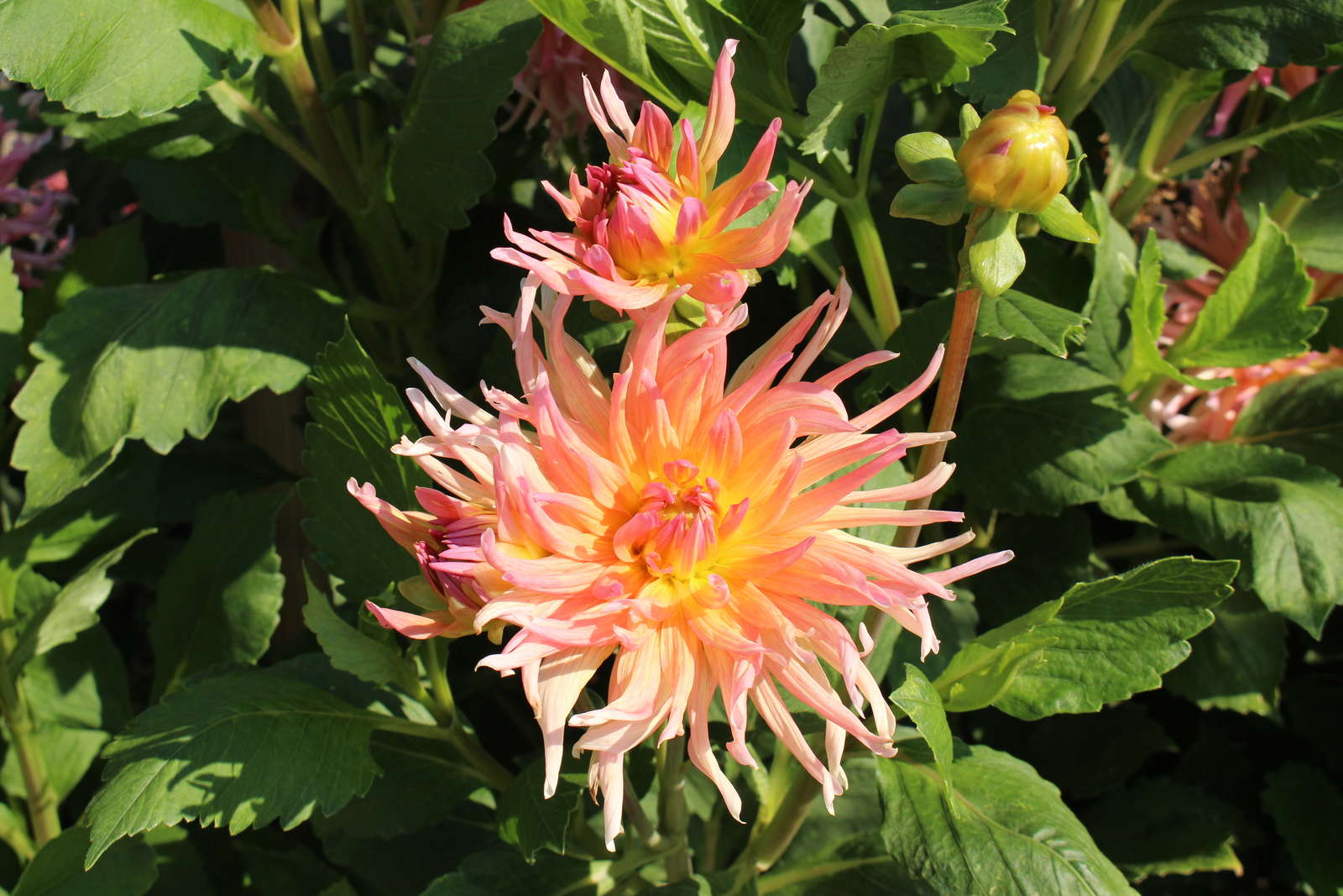 Dahlien ExpertenTipps rund um die Dahlie Plantura