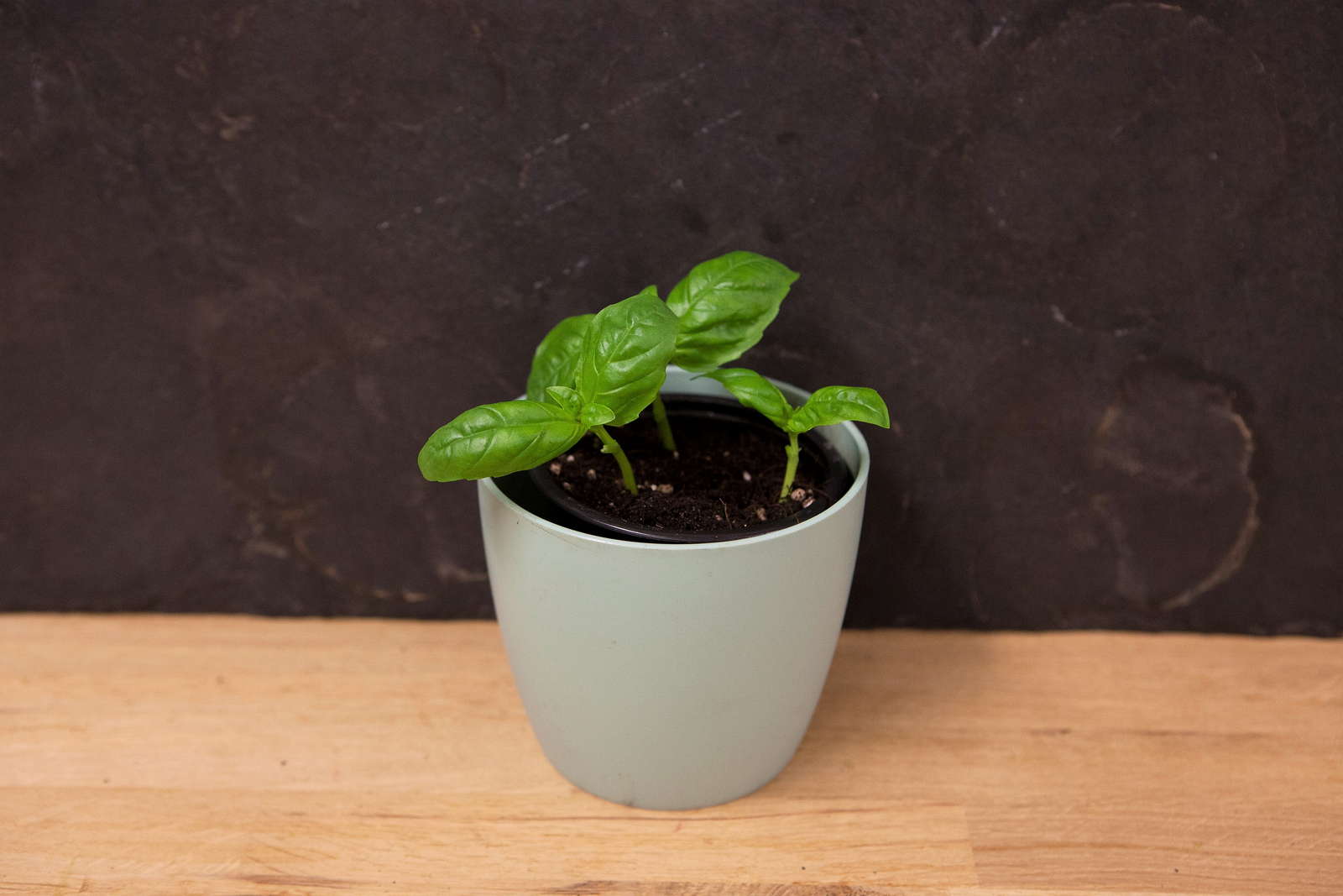 Krauter Ganz Einfach Nachwachsen Lassen Video Anleitungen