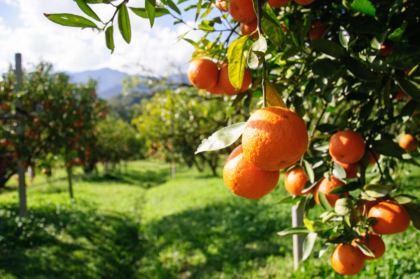 Orangenbaum Pflanzen & richtig pflegen Plantura