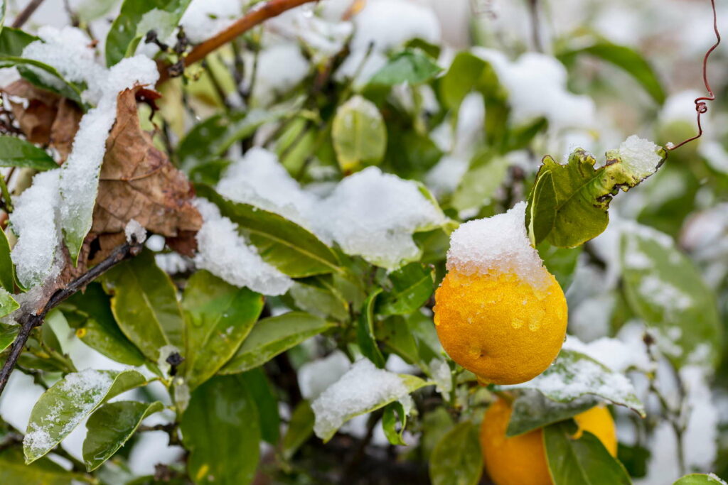 Orangenbaum Winter Schnee