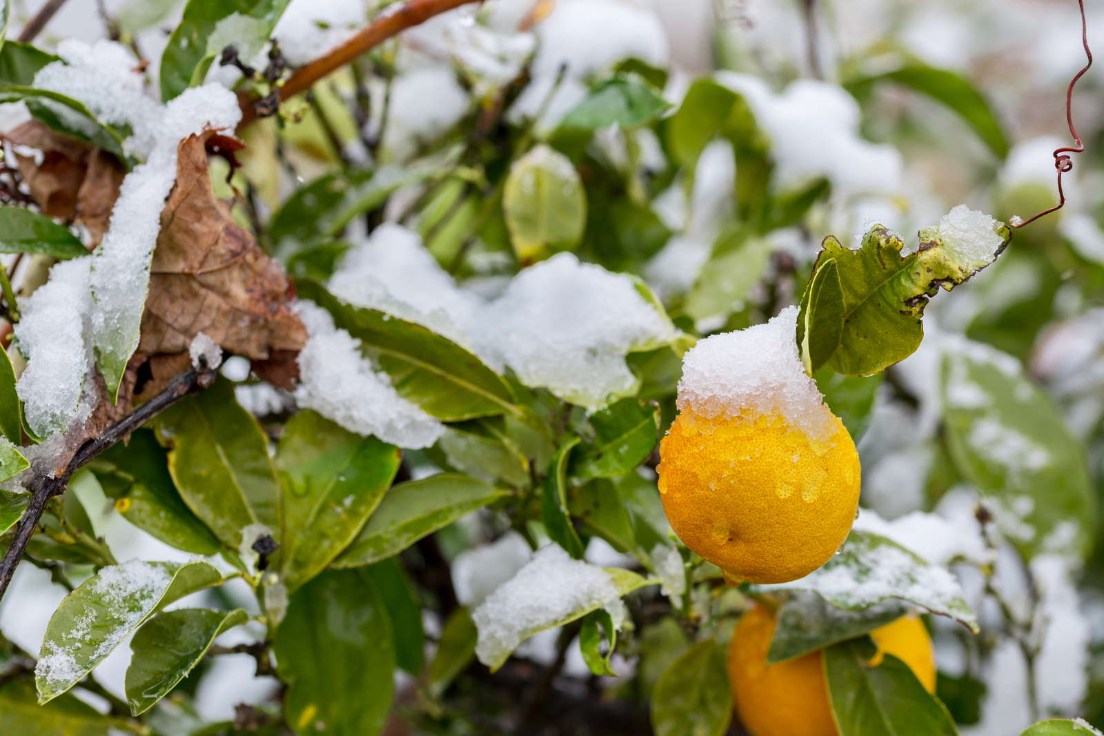 Orangenbaum überwintern: Tipps & Tricks