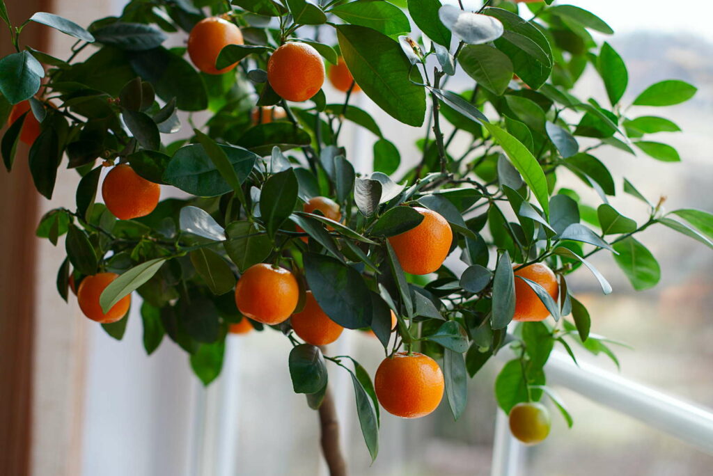 Orangenbaum in Topf Fensterbank
