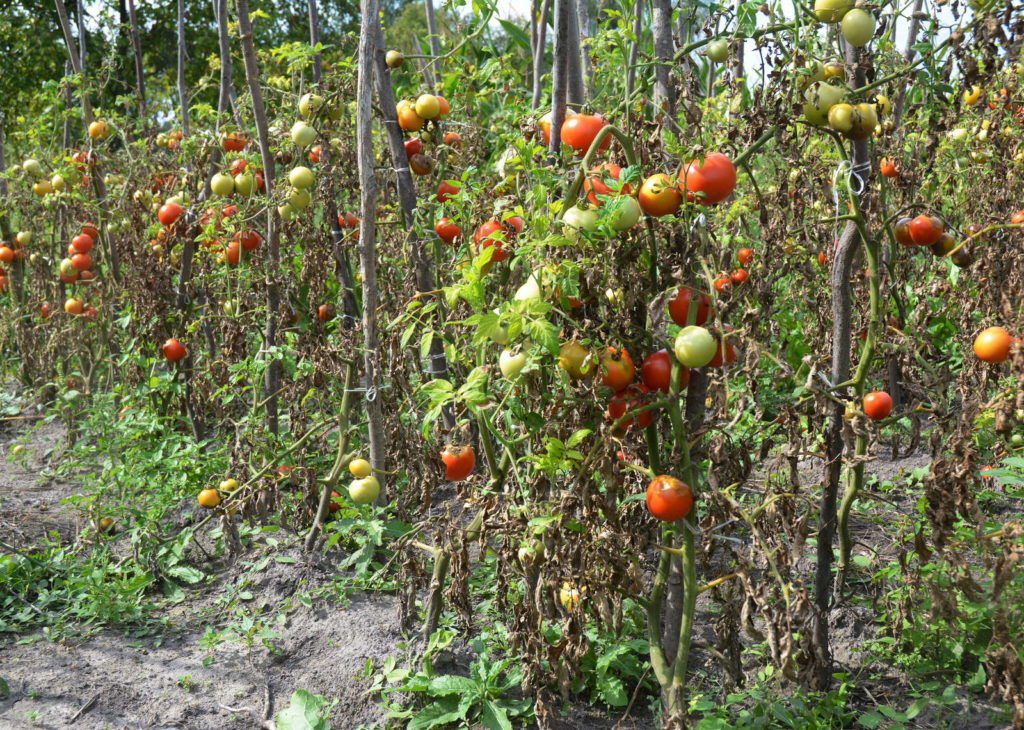 Phytophthora Infestans Tomatenpflanzen
