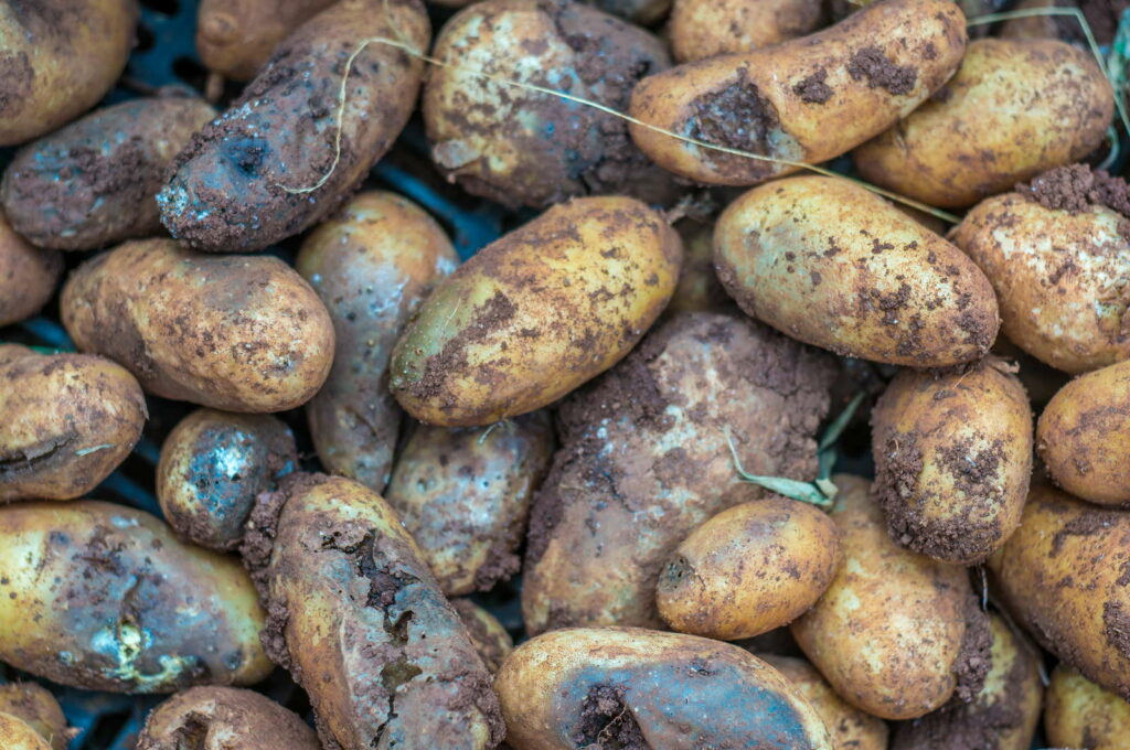 Phytophthora infestans Kartoffeln verfault