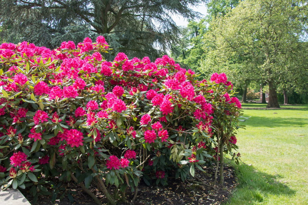 Pinker Rhododendron Strauch Busch im Beet