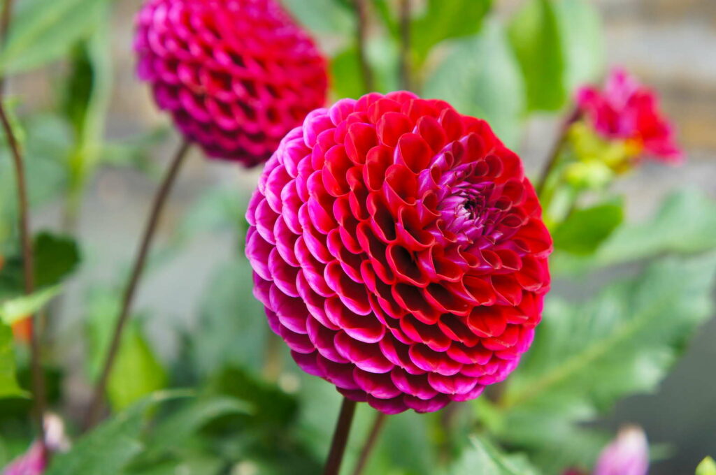 Pompon-Dahlie rot