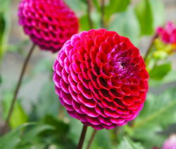 Pompon-Dahlie Rot