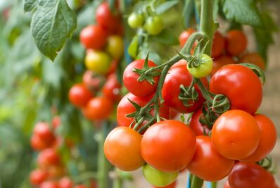 10 Tipps zur perfekten Tomate aus dem eigenen Garten