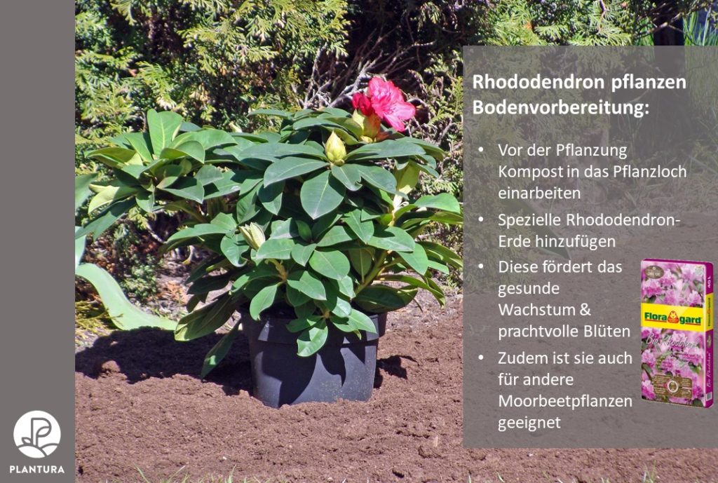 Rhododendron pflanzen Blumenerde Floragard Plantura