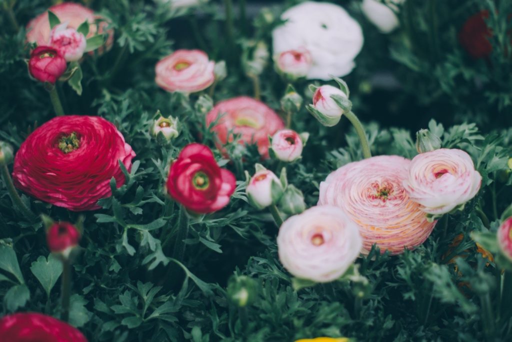 blumen im garten rot rosa weiße blüten