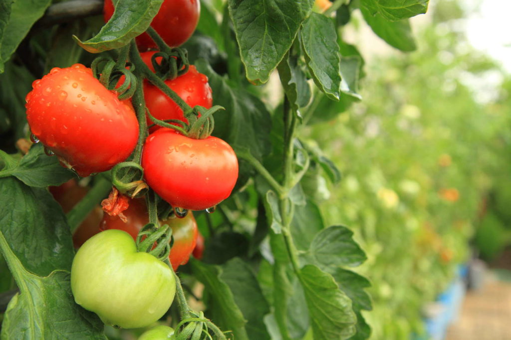Tomate Tomatenpflanze im Garten