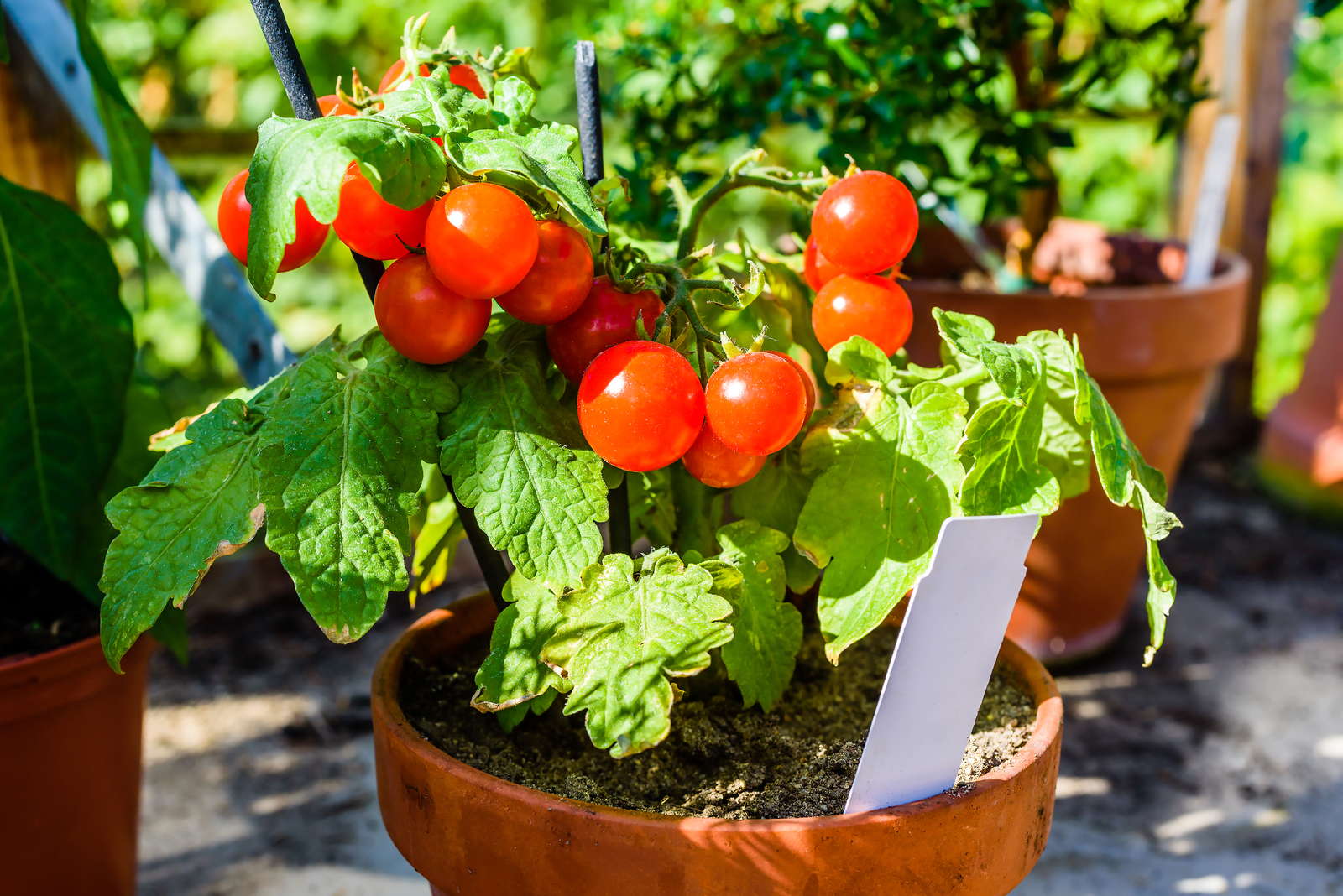 10 Tipps zur perfekten Tomate aus dem eigenen Garten ...