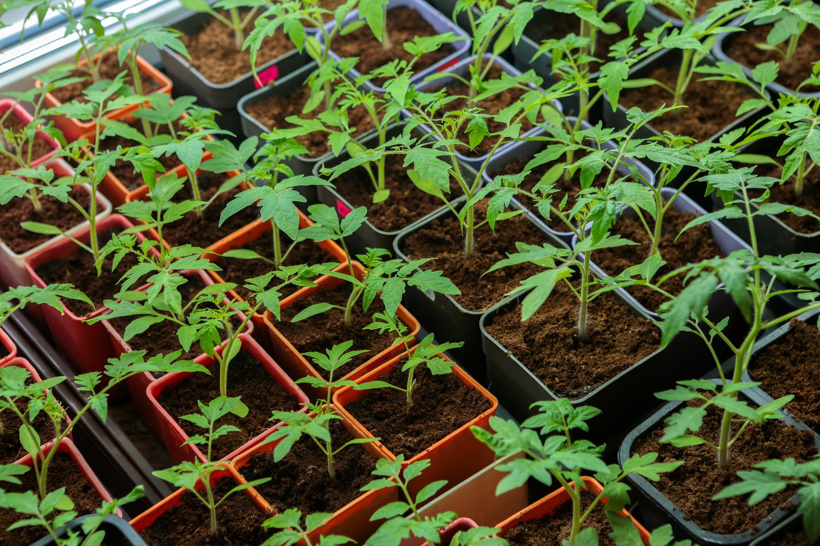 10 Tipps zur perfekten Tomate aus dem eigenen Garten - Plantura