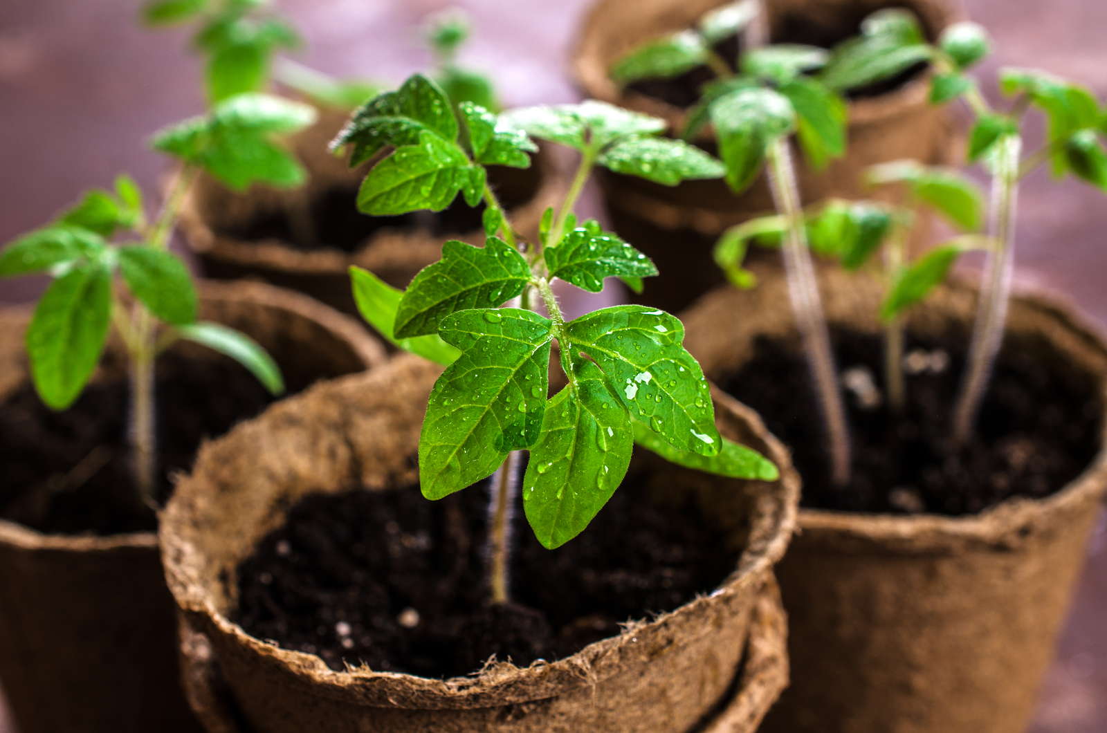 10 Tipps zur perfekten Tomate aus dem eigenen Garten Plantura