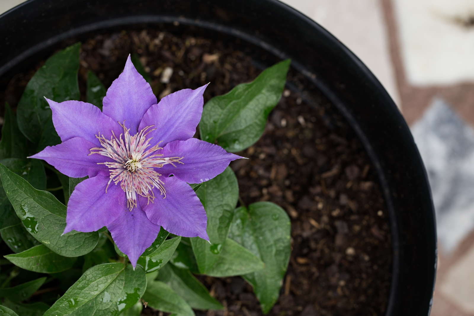 Clematis düngen und pflegen ExpertenTipps Plantura