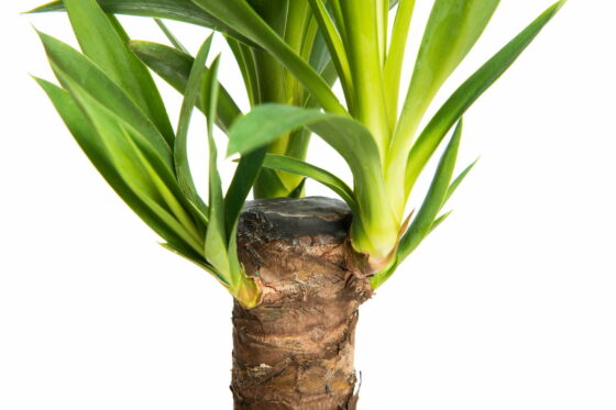 Yucca-Palme vermehren: Tipps vom Experten