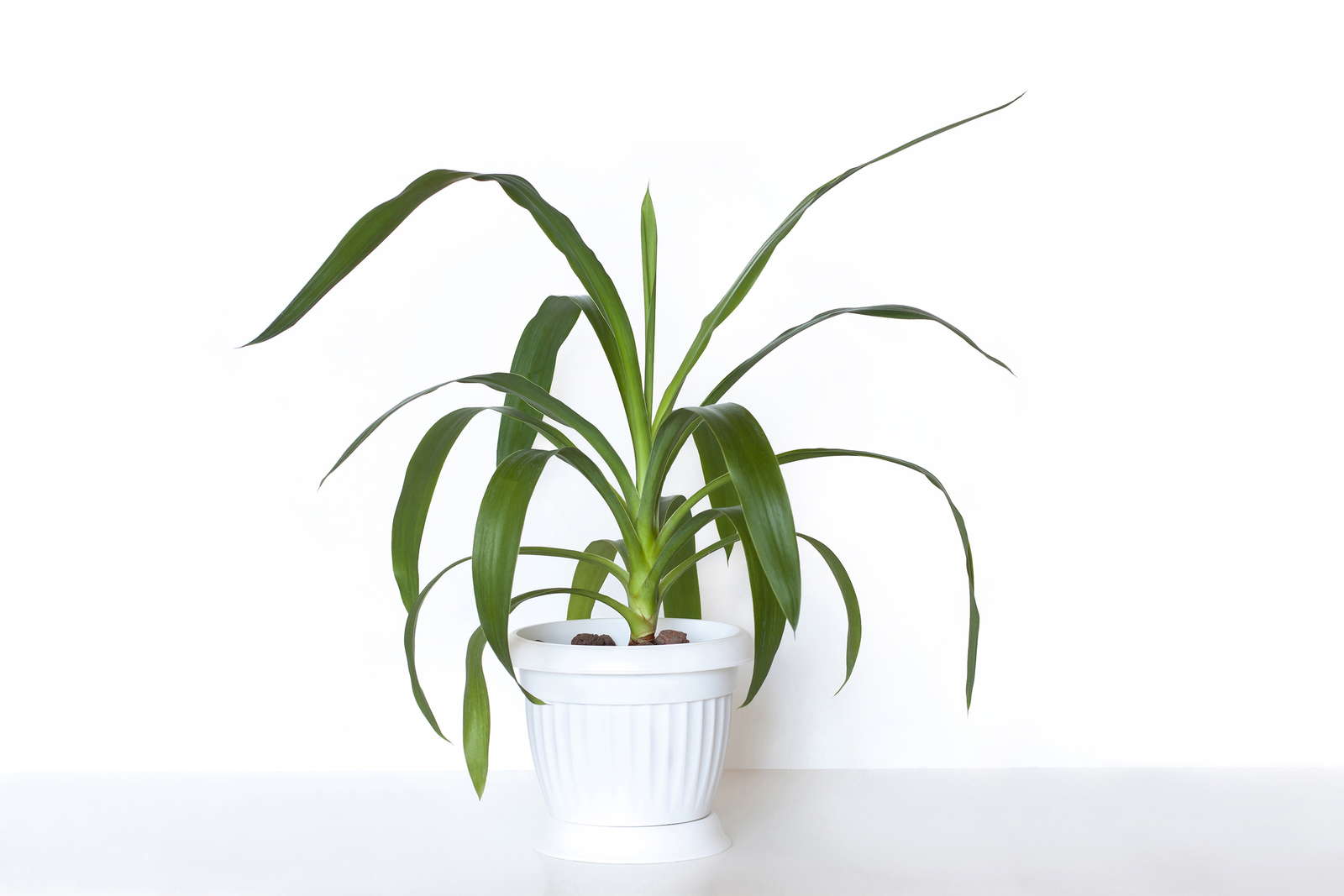 Yucca-Palme: Richtig pflegen & abschneiden - Plantura