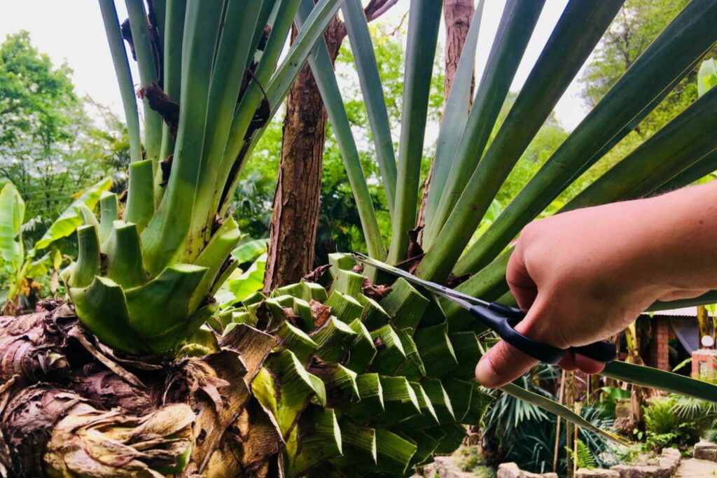 Yucca Palme schneiden mit Schere