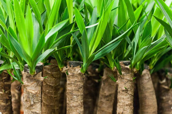 Yucca-Palme: Pflege, vermehren & schneiden (Überblick)