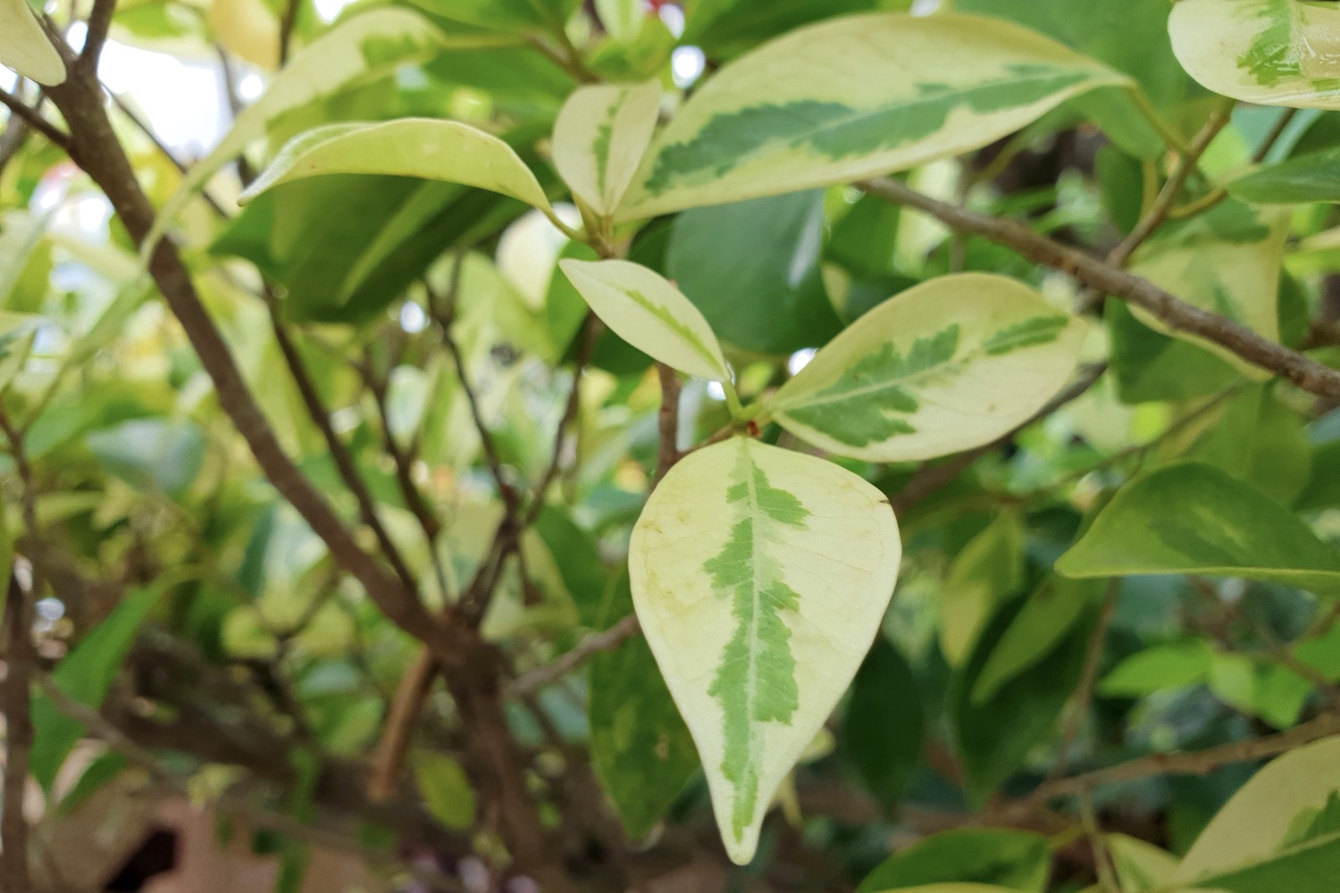 Bougainvillea blüht nicht: Ursachen & erfolgreiche Maßnahmen