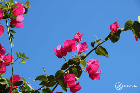 Bougainvillea: Experten-Tipps rund um Pflege & Co.