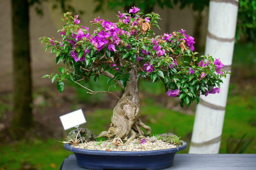 Boungainvillea als Bonsai