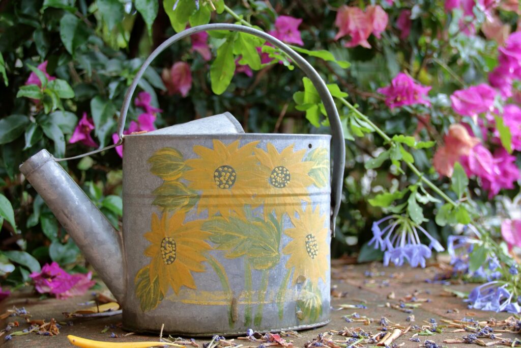 Bougainvillea im Hintergrund Gießkanne
