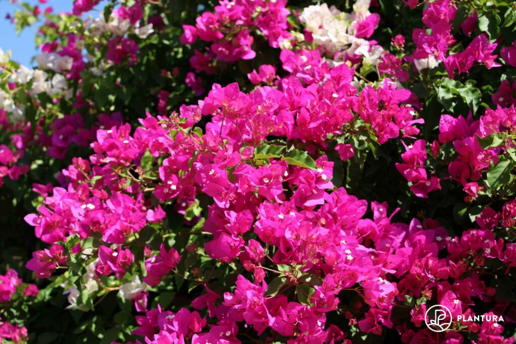 blühende Bougainvillea
