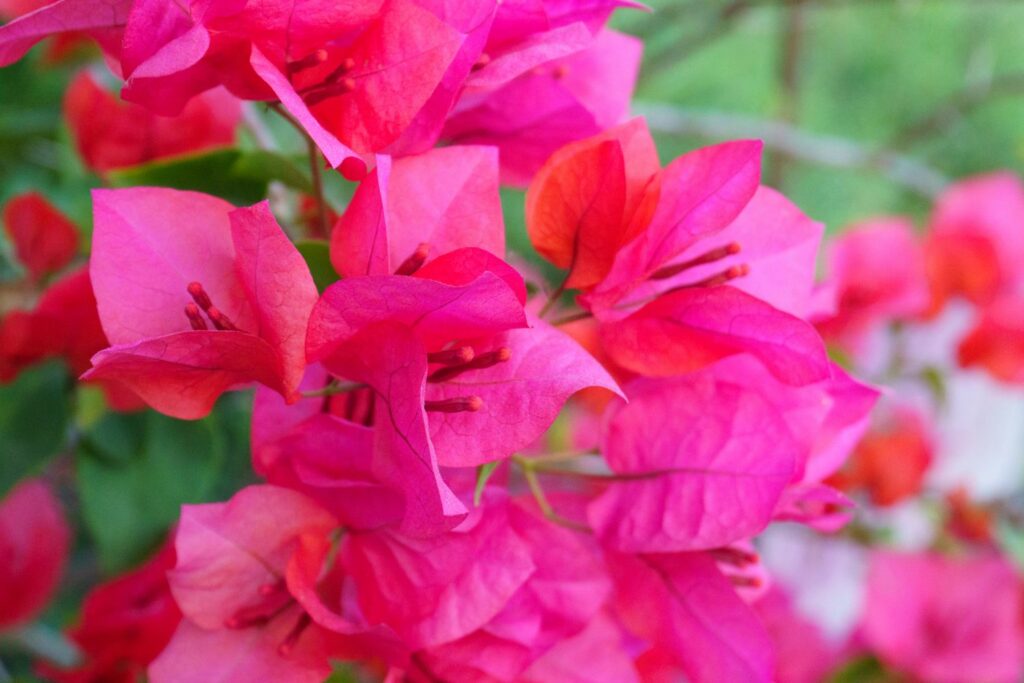 Pinke Blüte der Bougainvillea