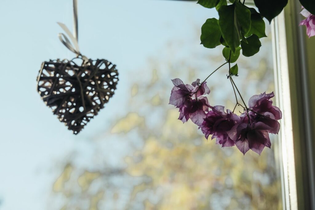 Überwintern der Bougainvillea