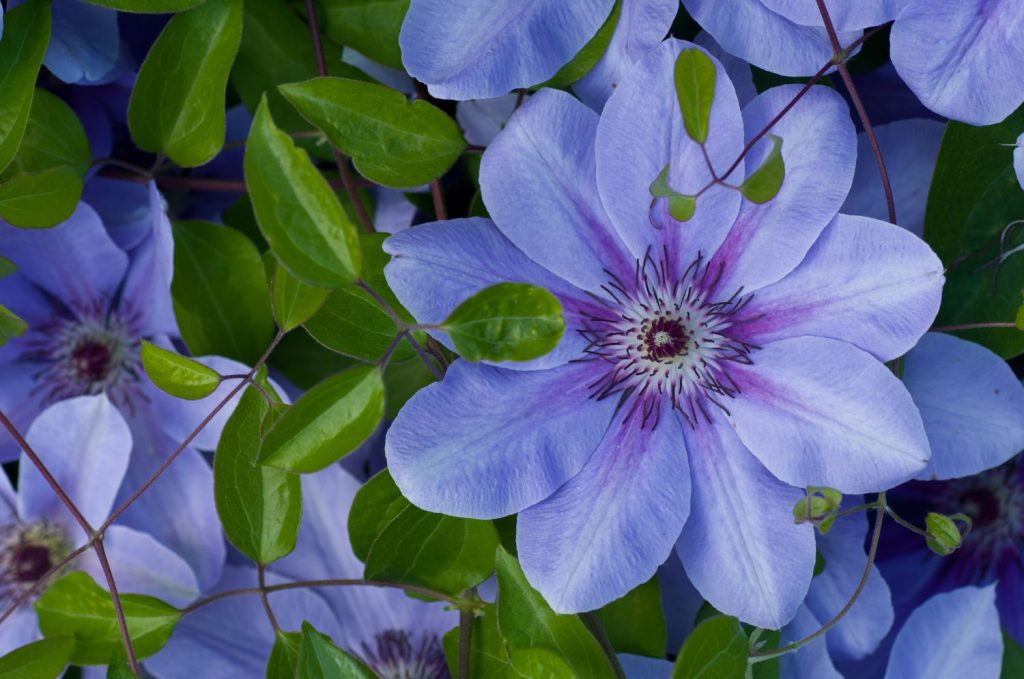 Clematis mit blauer Blüte