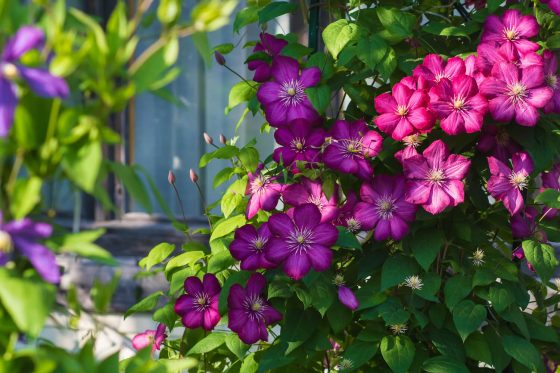 Clematis im Garten pflanzen: Tipps vom Profi