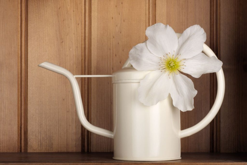 Weiße Clematisblüte mit Gießkanne