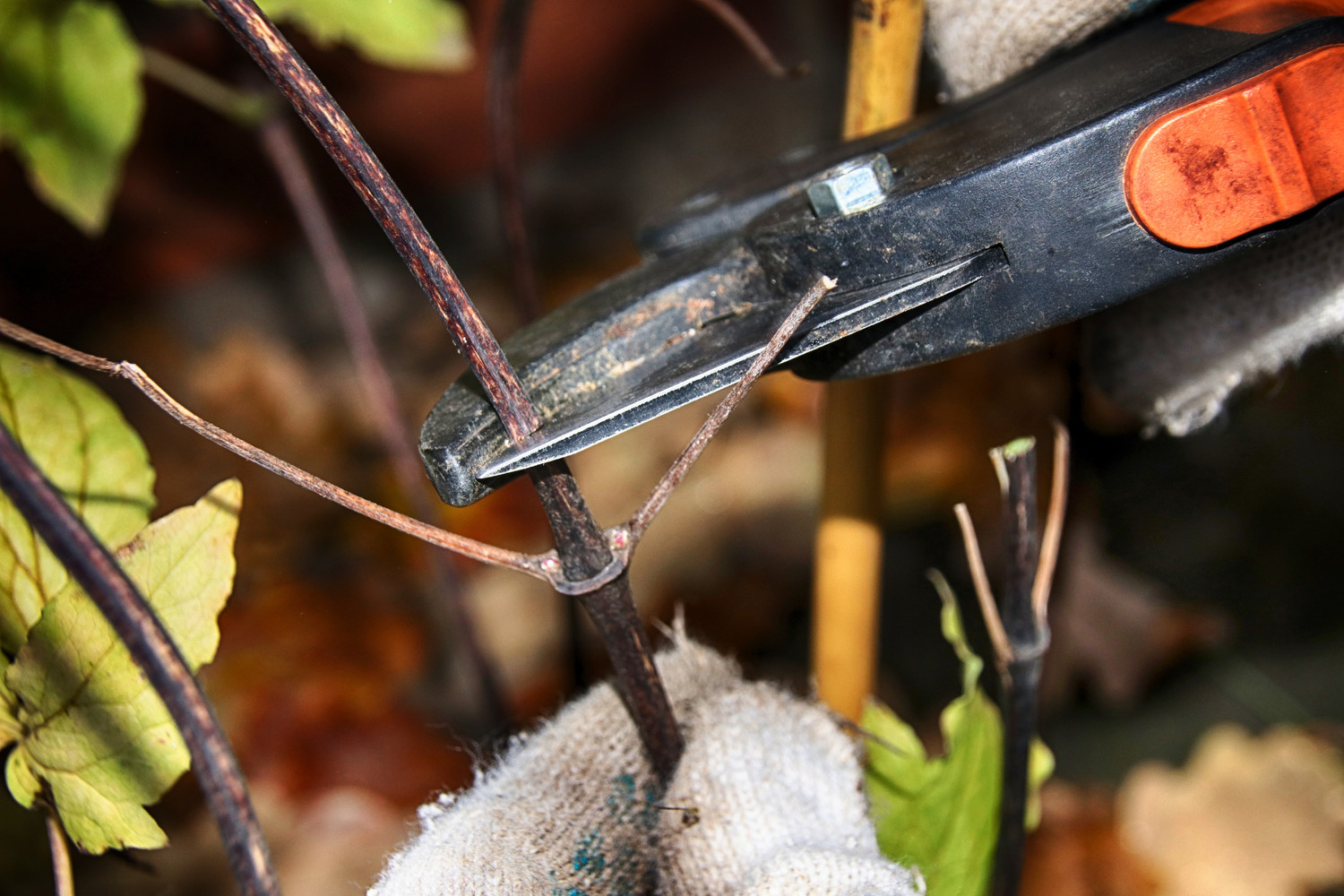 Clematis pflegen Gießen, düngen & schneiden Plantura