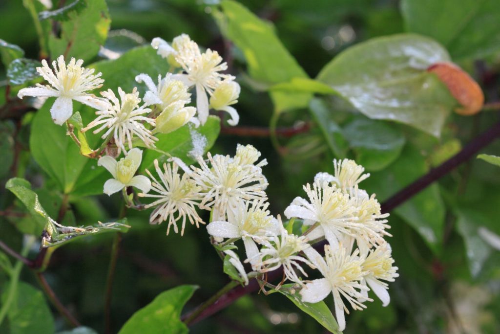 Clematis Vitalba mit weißen Blüten