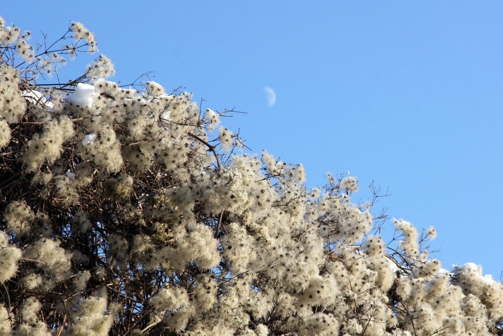Clematis im Winter