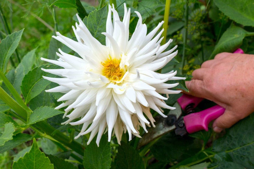 Weiße Blüte der Dahlie wird abgeschnitten