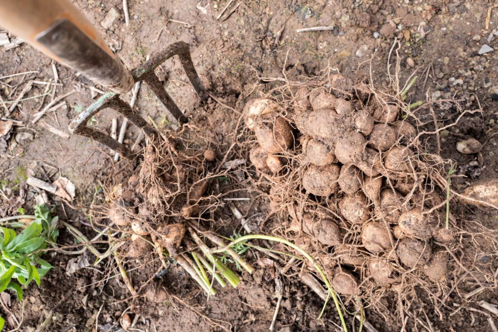 Dahlien-Knollen werden ausgegraben